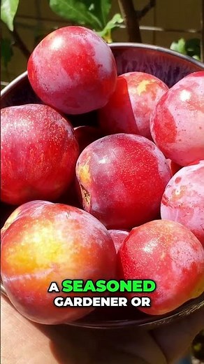 Top Fruit Trees to Grow: Pluots, Loquats & Lemon Guavas! 🍑🍋🌳