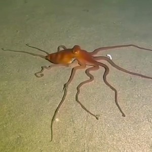 3.4M views · 10K reactions | ⬇️ Which fact below surprises you?  :...