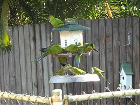 Wild Parrots in Florida