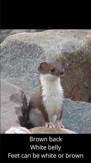 Least Weasel: The Smallest Carnivore