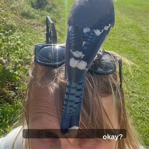 @bluejays merch is everywhere... but this one decided to make it personal. 😅 #bluejays #birdfeeding #brome | Brome - Squirrel Buster