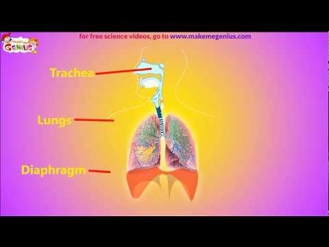 How Air Pressure helps in Breathing ?