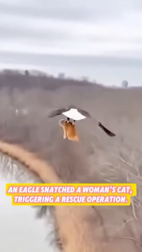 An eagle snatched a woman's cat, triggering a rescue operation.#animals #shorts