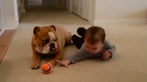 English Bulldog And Baby Playing Is Just So Stinkin' Beautiful!