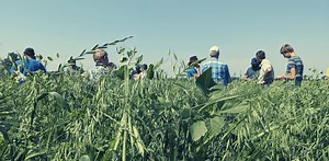 Mob Grazing — A Plant Diversity Company