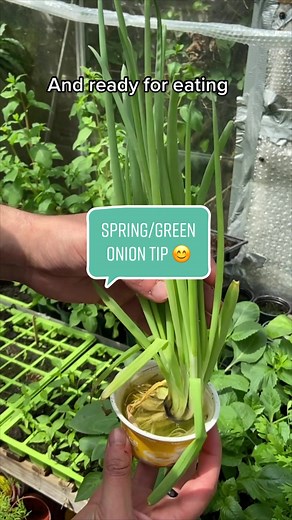 Quick Guide: How to Regrow Spring Onions Easily