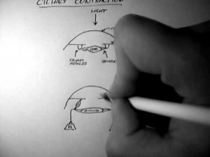 Ciliary Muscle Contraction