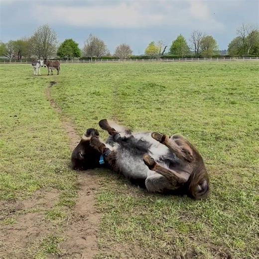 Check out Jimmy's rolling skills! He's a natural! 🙃🙂 | Adopt A Donkey