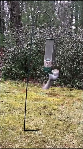 Interstellar meme - Squirrel Docking #interstellar