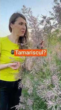 Tamarisc (Tamarix ramosissima) – Arbustul care înflorește acolo unde alte plante nu rezistă