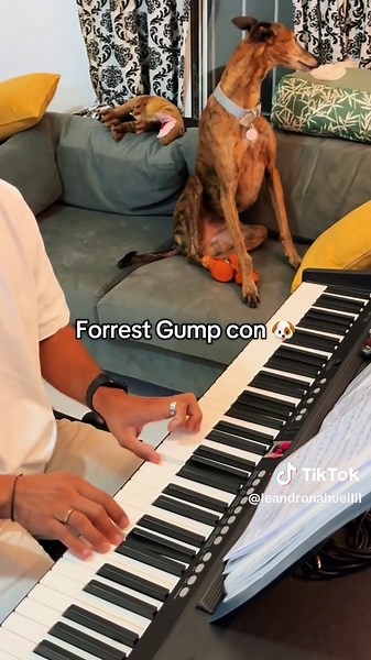 Forrest Gump Piano Cover Featuring Dogs