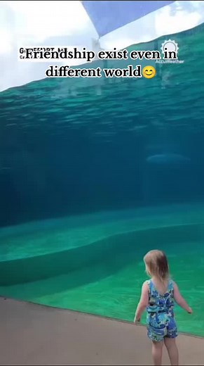 Unconditional Love: Dolphins, Humans, and Friendship