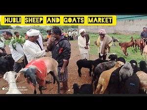 ಹುಬ್ಬಳ್ಳಿ ಕುರಿ ಮತ್ತು ಮೇಕೆ ಮಾರುಕಟ್ಟೆ | Hubli sheep and goats market update | Karnataka