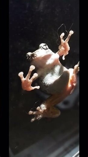 Little frog was on my window #funny #viral #shorts #frog