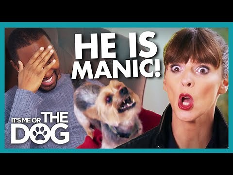 'Manic' Yorkie With Bite History Risking Being Put Down Every Day | It's Me or The Dog