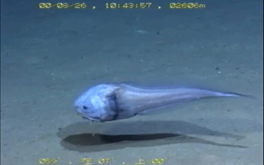 【海洋生物】大棘鼬鳚 ( Acanthonus armatus )