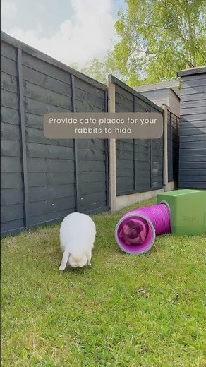 How to care for your Rabbits Pt8 | Keeping Bunnies Safe in the garden | Outdoor Rabbits | Pet Care