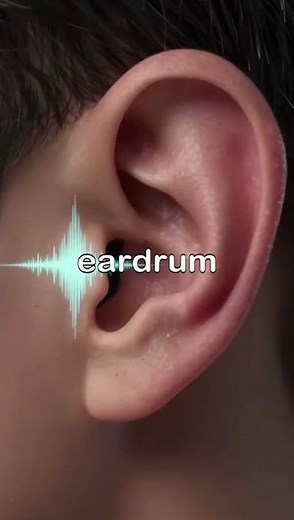 Anatomy of inner ear