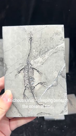 Keichousaurus — Whisper of the Triassic Sea From the depths of an ancient world, this small marine reptile once glided through warm, shallow tides. Its slender neck and graceful tail spoke of a life shaped by water, motion, and balance. Now, every bone rests perfectly in place — a portrait of serenity, carved by 240 million years. 📅 Age: Middle Triassic (~240 million years ago) 🪨 Features: Fine skeletal articulation, light gray limestone matrix, exceptional anatomical detail 📍 Fossil @ Therop