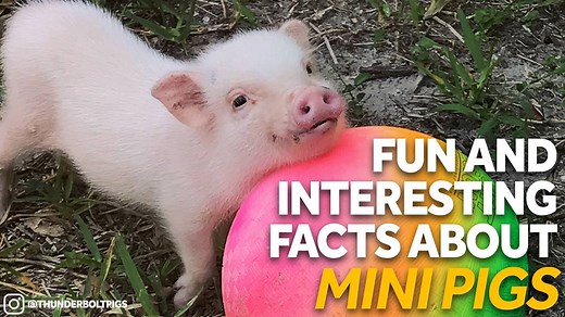Watch and learn about these adorable little piggies in honor of National Pig Day! 🐷 http://bit.ly/2CNBfhR | KOCO 5 News