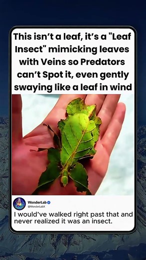 An Insect That Looks Exactly Like a Real Leaf!!