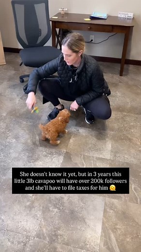 38K views · 2.5K reactions | My Buddy Benji 殺 #cavapoo #mybuddybenji #dogsofinstagram #cutestdogever #mansbestfriend #cavapoopuppy | My Buddy Benji | Facebook