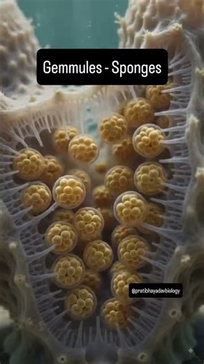 Asexual reproduction.#biology #reproduction
