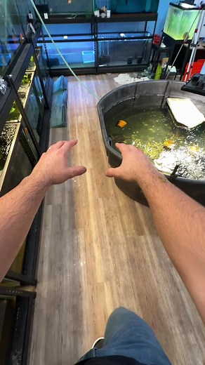 Essential Tips for 20 Gallon Goldfish Tank Setup
