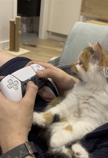 Calico Cat Moments: Adorable Clips That Melt Hearts