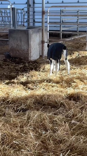3K views · 57 reactions | A missing milk mystery…can you guess why the fresh cow had no milk in one quarter?… | Dairy Farm “Tails” from Moo to You | Facebook
