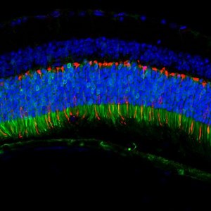 Researchers resurrect extinct virus to use for gene therapy