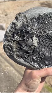 15K views · 631 reactions | Kayleigh finished the fossil fish its head isn’t perfect and it lost some of the scales behind the head but it’s showing the ribs which probably makes it more interesting. Pictured at Charmouth 195 million years ago was swimming in the same area when the cliff was sea bed | Charmouth Fossils | Facebook