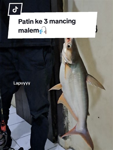 Mancing Patin: Tangkapan Malam yang Mengasikkan