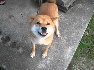 柴犬 一年ぶりの再会に大喜び