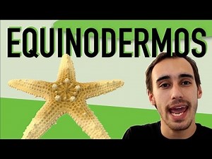 Zoologia - Equinodermos