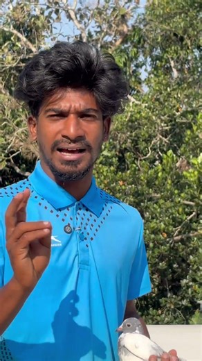 Patta training tips in tamil | #pigeon #viral #trending #shortsvideo #trainingadvice