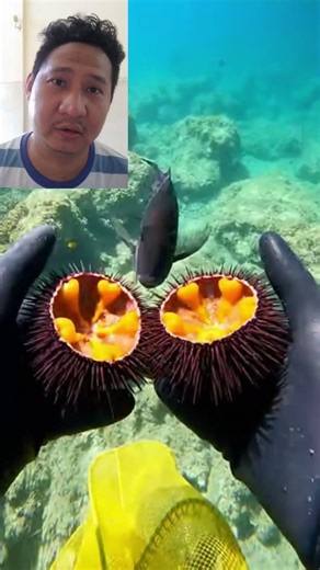 🐟 HAND FEEDING FISH UNDERWATER IN THE OCEAN #underwater #aquatic #ocean #fish