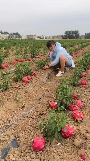 Best relaxing fruit tree farming | Oddly satisfying fresh fruit | Fruit Ninja Harvesting #shorts #farming #fresh #gardening #fruits #yummyfood #testing #beautiful #nature #rurallife #enjoy #viralreelsfb #virals | Land Of Fruits