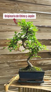 🌿¿Sabías que el Zelkova parvifolia es famoso por su corteza distintiva y sus hojas diminutas? 🍃 Este bonsái no solo es una joya visual, sino que también es un símbolo de resistencia y elegancia en el mundo del bonsái. Características destacadas: 🌳 Resistente: Adaptable y fuerte, perfecto para bonsaístas de todos los niveles. 🍂 Hojas pequeñas: Ideal para crear estructuras detalladas y refinadas. 🌳 Si lo ubicas en el exterior, perderá sus hojas en invierno, pasando a ser un bonsái de hoja cad