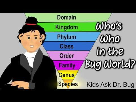 KADB How Scientists Sort Bugs