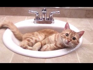 Funny Cat Videos Compilation 2016
