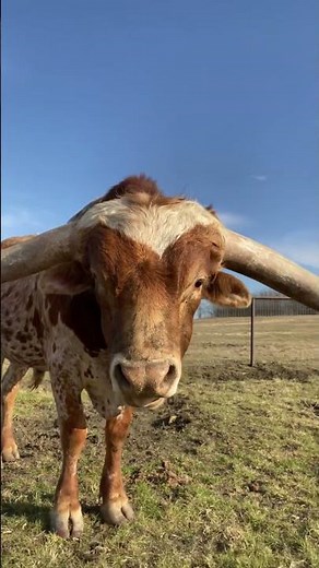 Texas Longhorn Bull Licks Camera