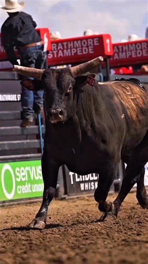 Hoo-Bangin is who’s bangin 💥 #legendrodeostock #bullriding #buckingbull #rodeo #borntobelegendary #roughstock #prorodeo #prorodeocanada #strathmorestampede #rodeolife #western #rodeovideography | Reel Western Media