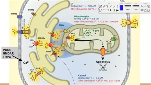 Calcium Signaling Lecture - 钙离子信号通路