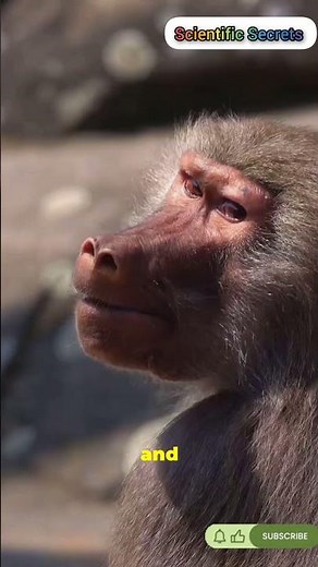 Almost Human: The Genius of Chimpanzees 🦍 #Nature #Chimp