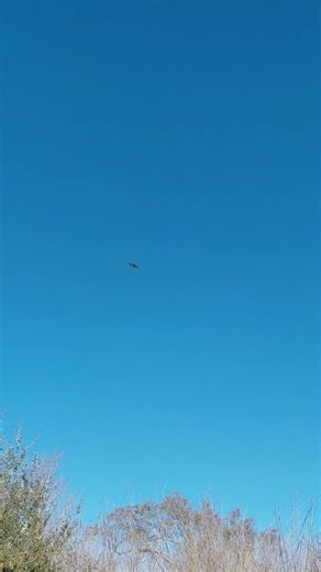 One of today's hawk flyovers. The Merlin app identified it as a Red Shouldered Hawk by sound