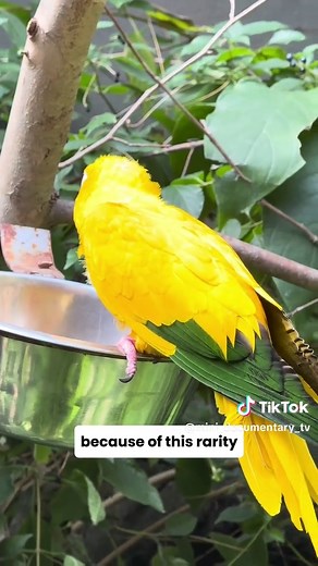 Golden Conure: The Queen of Bavaria Parrot Overview