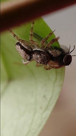 SPIDER EATING A FLY! 🤯 (Extreme Macro Close-Up)