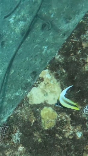 Juvenile Masked Bannerfish Grazing on Shipwreck Growth 🐠🌊✨