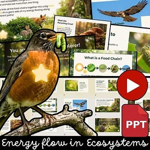 Energy Flow in an Ecosystem | Energy Flow Diagrams, Video & Posters Grades 3,4,5